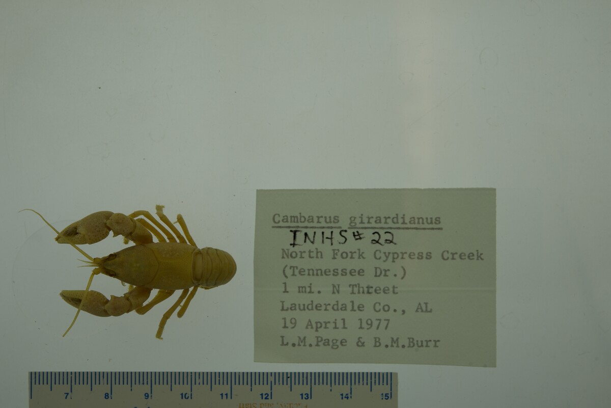 Cambarus (Hiaticambarus) image